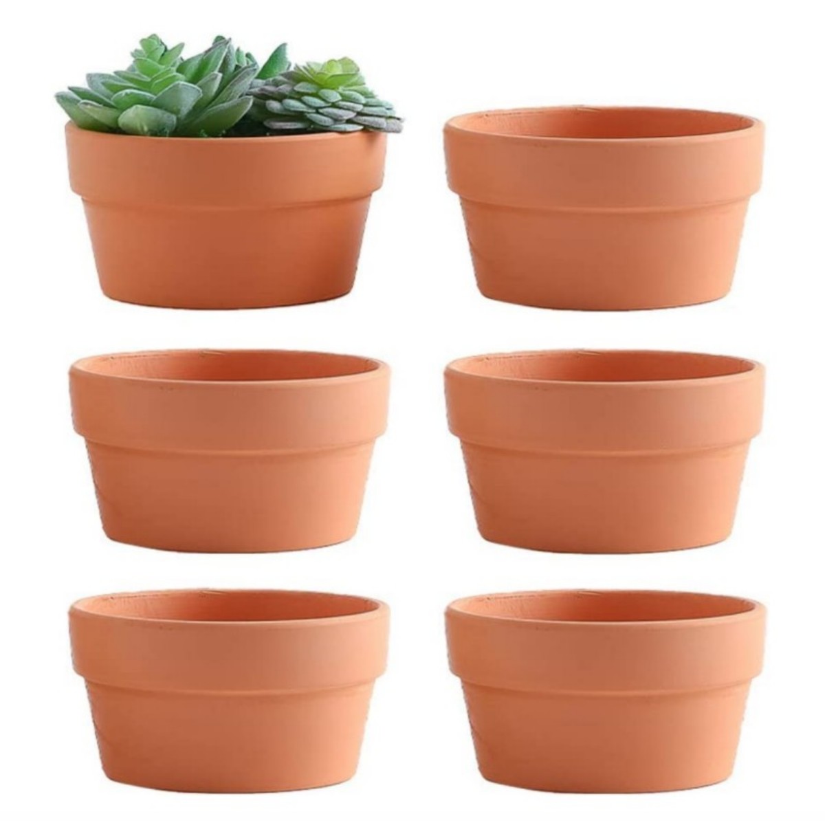 Cactus Mix Pot - 6 adet Terracotta Buld tencere 3.5