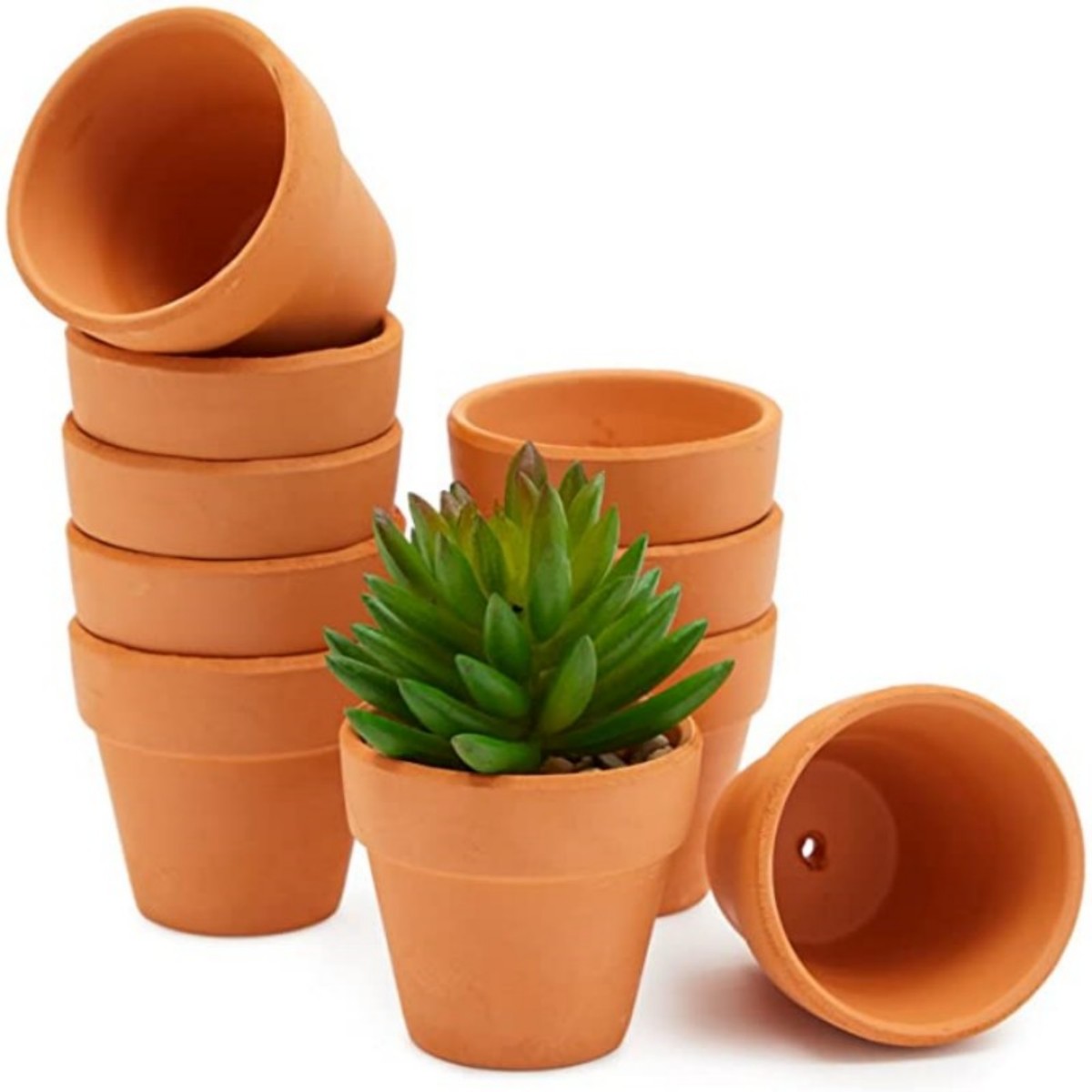 Cactus Mix Pot - 16 Adet 1.8 '' Terra Cotta