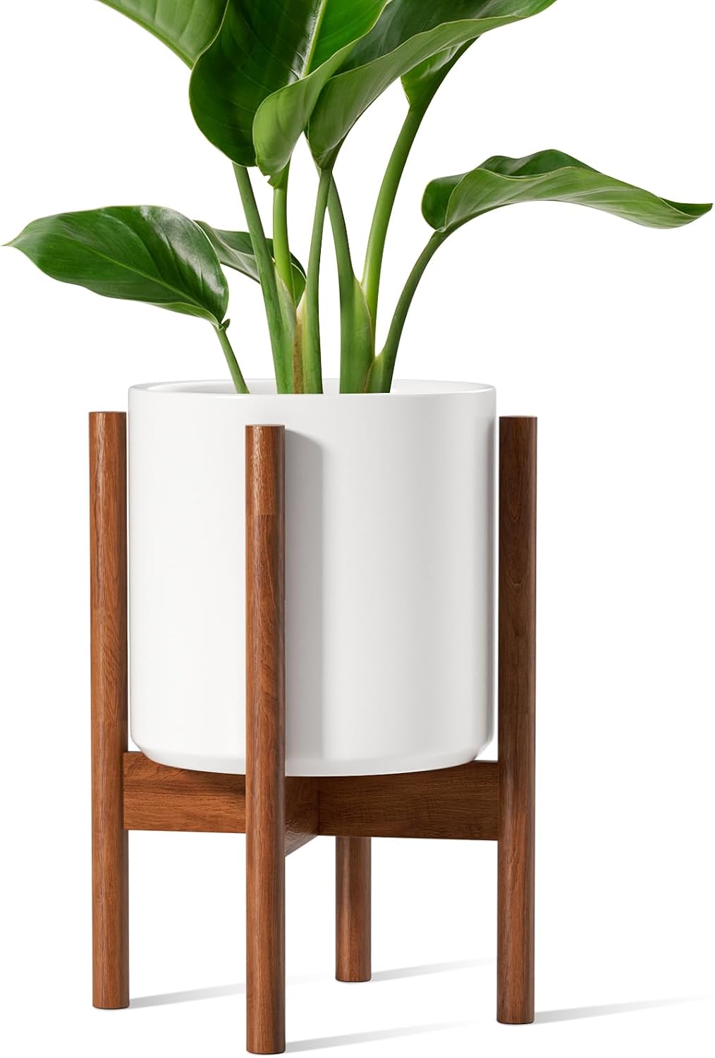 Snake Plant Ceramic - 12 İnç Beyaz Yükseltilmiş Seramik Saksı,