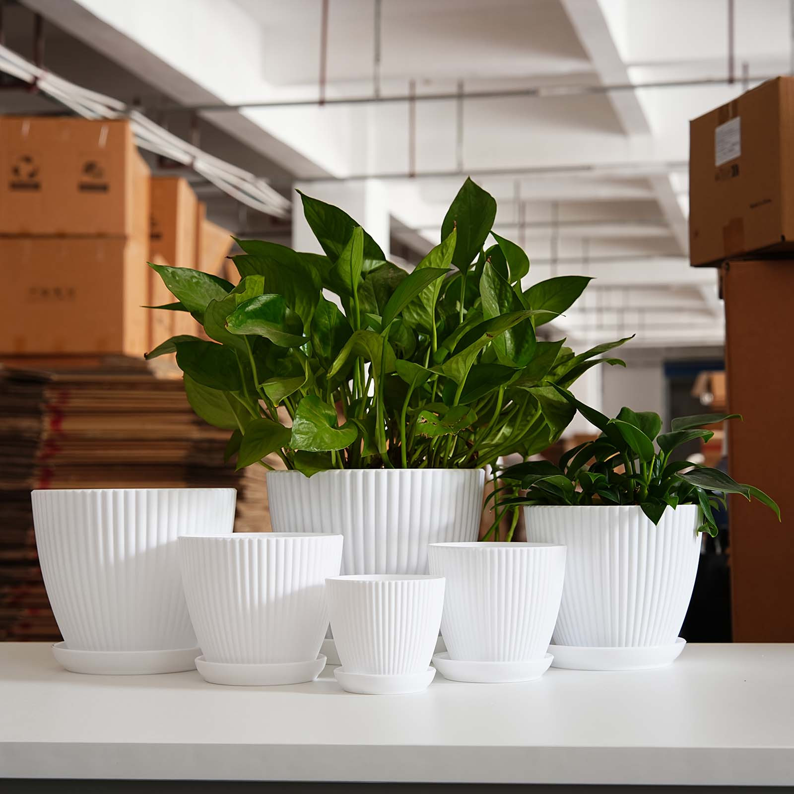 Dikey Çizgili Saksı Kalınlaştı - Snake Plant Ceramic incelemesi ve fiyatı