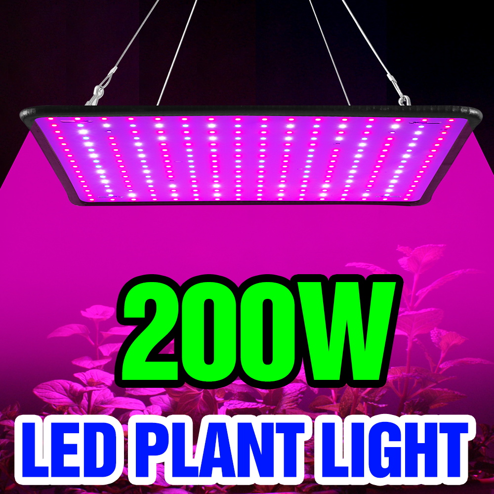 200W LED Kuantum Panel Büyütme - Cactus Mix Pot incelemesi ve fiyatı