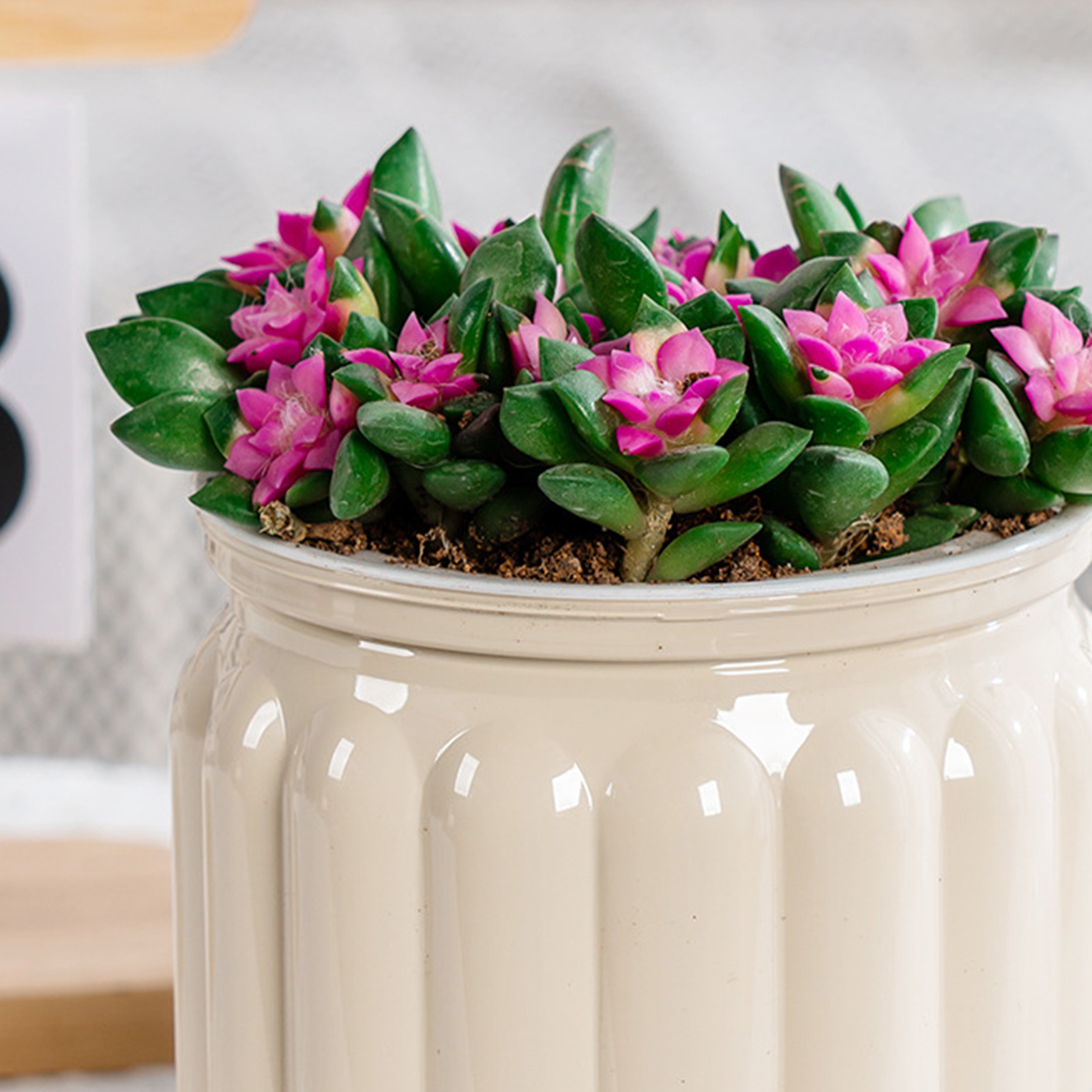 Zarif kendini sulama ekici nar - Snake Plant Ceramic incelemesi ve fiyatı